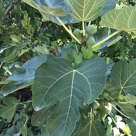 Oda ve Kahvaltı Chiara's 3*