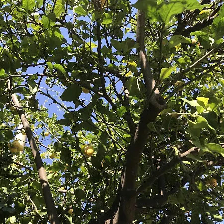 Chiara's Oda ve Kahvaltı 3*