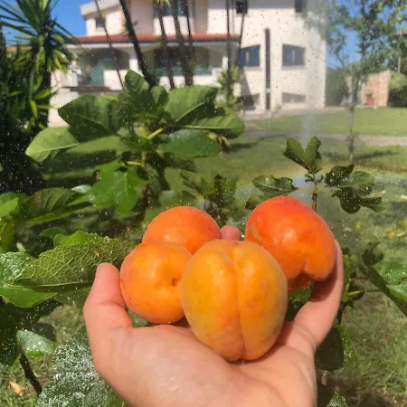 住宿加早餐酒店 Chiara's 3*