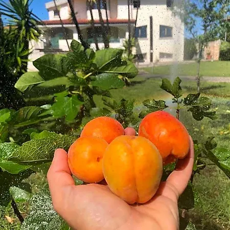 Chiara's