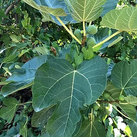Chiara's Davoli