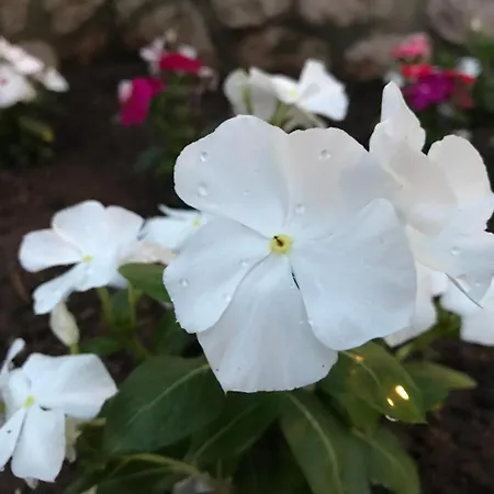 Chiara's Bed & Breakfast