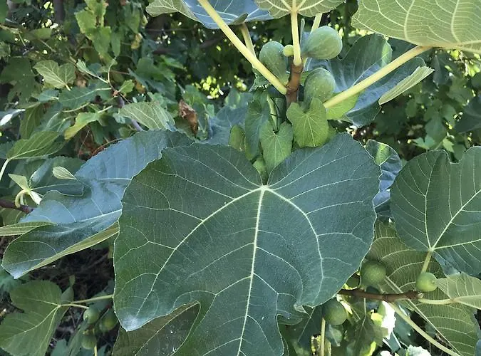 住宿加早餐酒店 Chiara's 3*