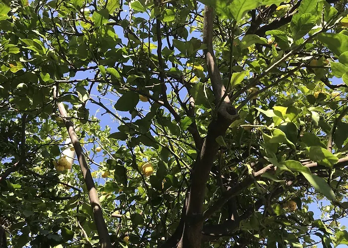 Chiara's 住宿加早餐酒店 3*