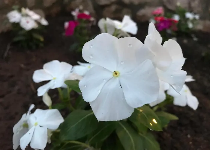 Chiara's 住宿加早餐酒店